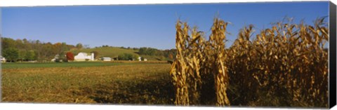 Framed Corn in a field after harvest, along SR19, Ohio, USA Print