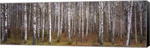 Framed Silver birch trees in a forest, Narke, Sweden Print