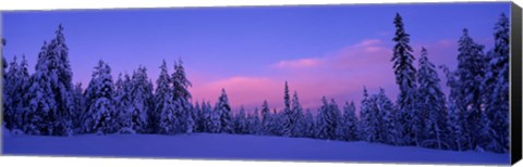 Framed Forest In Winter, Dalarna, Sweden Print