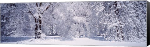 Framed Snow covered trees in a forest, Yosemite National Park, California, USA Print