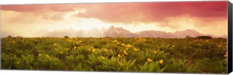 Framed Wild flowers, Grand Teton Park, Wyoming Print