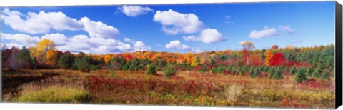 Framed Autumn Foliage, New York State, USA Print