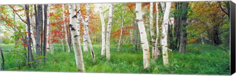 Framed Birch trees in a forest, Acadia National Park, Maine Print