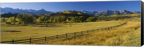 Framed Trees in a field, Colorado, USA Print