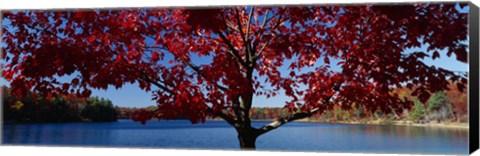 Framed Close-up of a tree, Walden Pond, Concord, Massachusetts, USA Print