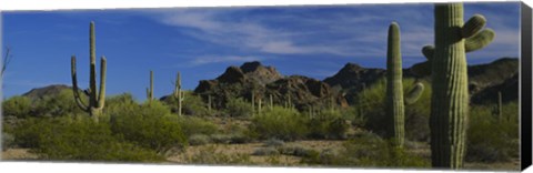 Framed Cactus plant on a landscape, Sonoran Desert, Organ Pipe Cactus National Monument, Arizona, USA Print