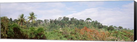 Framed Plant growth in a forest, Manual Antonia National Park, Quepos, Costa Rica Print