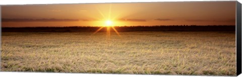 Framed Rice Field, Sacramento Valley, California, USA Print