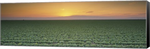 Framed High angle view of a lettuce field at sunset, Fresno, San Joaquin Valley, California, USA Print