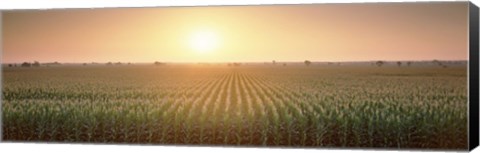 Framed View Of The Corn Field During Sunrise, Sacramento County, California, USA Print