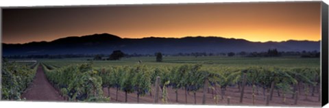 Framed Vineyards on a landscape, Napa Valley, California, USA Print