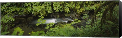 Framed High angle view of a lake in the forest, Willaby Creek, Olympic National Forest, Washington State, USA Print