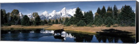 Framed Moose &amp; Beaver Pond Grand Teton National Park WY USA Print