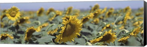 Framed USA, California, Central Valley, Field of sunflowers Print