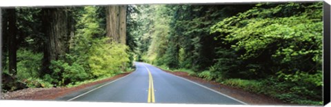 Framed Road passing through a forest, Prairie Creek Redwoods State Park, California, USA Print