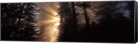 Framed God Rays, Redwoods National Park, CA Print