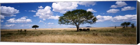 Framed Elephants, Kenya, Africa Print