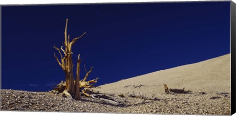 Framed Bare tree on a landscape, USA Print