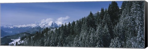 Framed Trees in a forest, Interlaken, Berne Canton, Switzerland Print