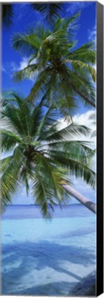 Framed Maldives Palm Trees Print