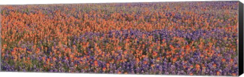 Framed Texas Bluebonnets and Indian Paintbrushes in a field, Texas, USA Print