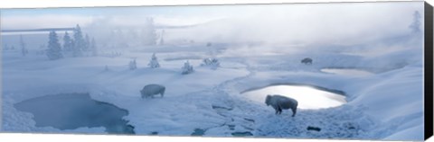 Framed Bison West Thumb Geyser Basin Yellowstone National Park, Wyoming, USA Print