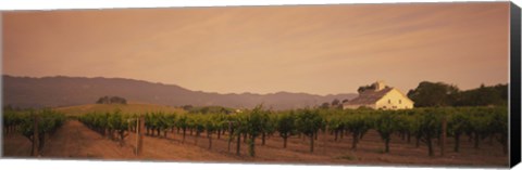 Framed Trees In A Vineyards, Napa Valley, California, USA Print