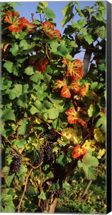 Framed Germany, Lake Konstanz, Fresh grapes in the vineyard Print