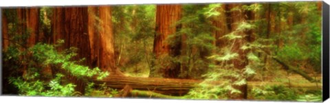 Framed Muir Woods, Trees, National Park, Redwoods, California Print