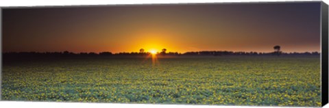 Framed Field of Safflower at dusk, Sacramento, California, USA Print