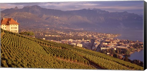 Framed Vineyard at a hillside, Lake Geneva, Vevey, Vaud, Switzerland Print