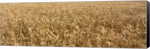 Framed Wheat crop in a field, Otter Tail County, Minnesota, USA Print