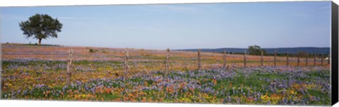 Framed Texas Bluebonnets And Indian Paintbrushes In A Field, Texas Hill Country, Texas, USA Print