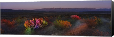 Framed Flowers in a field, Big Bend National Park, Texas, USA Print