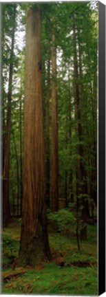 Framed Giant Redwood Trees Ave of the Giants Redwood National Park Northern CA Print