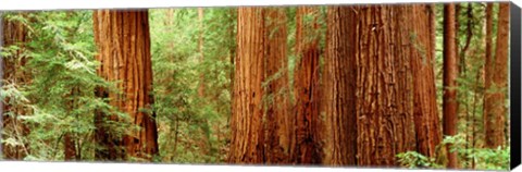 Framed Redwoods Muir Woods CA USA Print