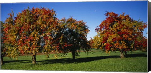 Framed Pear trees in a field, Swiss Midlands, Switzerland Print