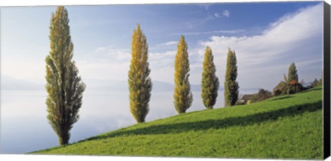 Framed Switzerland, Lake Zug, Row of Populus Trees near a lake Print