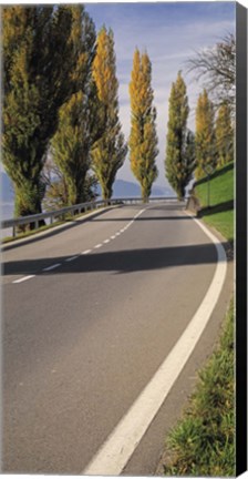 Framed Switzerland, Lake Zug, View of Populus Trees lining a road Print