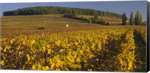 Framed Vineyard on a landscape, Bourgogne, France Print