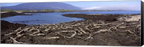 Framed Marine iguanas (Amblyrhynchus cristatus) at a coast, Fernandina Island, Galapagos Islands, Ecuador Print