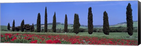 Framed Field Of Poppies And Cypresses In A Row, Tuscany, Italy Print