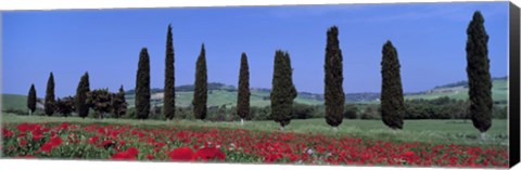 Framed Field Of Poppies And Cypresses In A Row, Tuscany, Italy Print