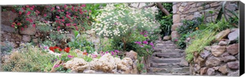 Framed Flowers in a garden, Tossa De Mar, Old town, Costa Brava, Catalonia, Spain Print