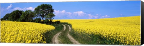 Framed Canola, Farm, Yellow Flowers, Germany Print