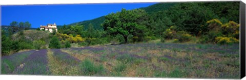 Framed Lavender Field La Drome Provence France Print