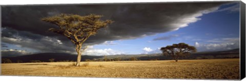 Framed Tree w\storm clouds Tanzania Print