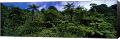 Framed Rain forest Paparoa National Park S Island New Zealand Print