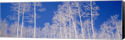 Framed Low angle view of aspen trees in a forest, Utah, USA Print