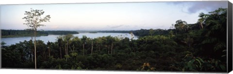 Framed Trees in a forest, Amazon Rainforest, Amazon, Peru Print